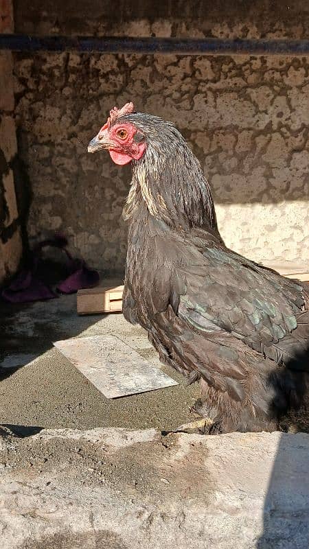 Golden heavy buff male |black bantam female |Aseel mianwali female | 4