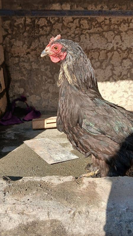 Golden heavy buff male |black bantam female |Aseel mianwali female | 5