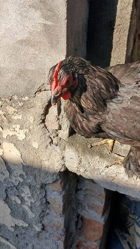 Golden heavy buff male |black bantam female |Aseel mianwali female | 6