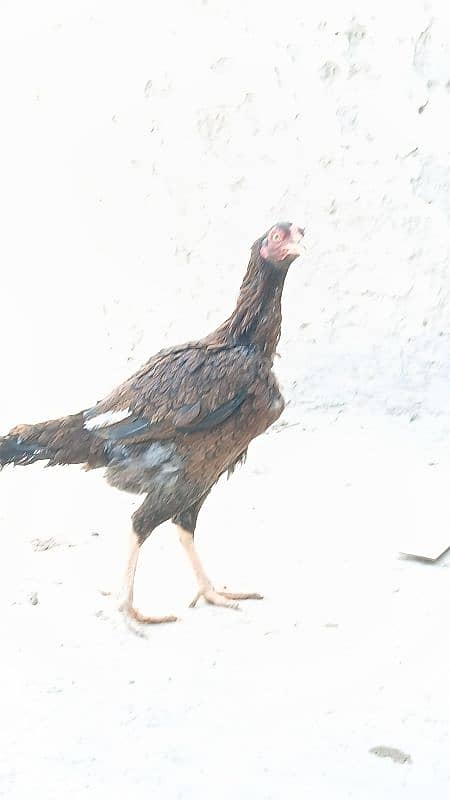 Golden heavy buff male |black bantam female |Aseel mianwali female | 7