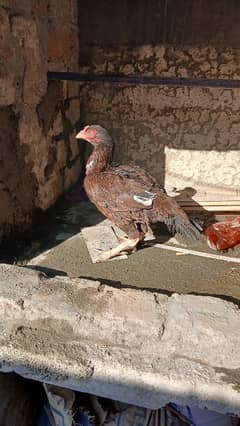 Black bantam female |Aseel mianwali female |Golden heavy buff |dasi