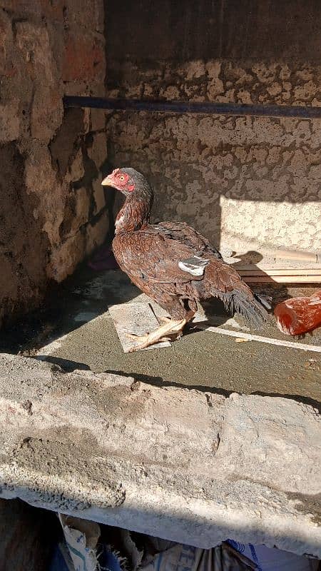 Golden heavy buff male |black bantam female |Aseel mianwali female | 9