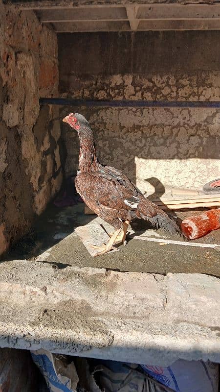 Golden heavy buff male |black bantam female |Aseel mianwali female | 10