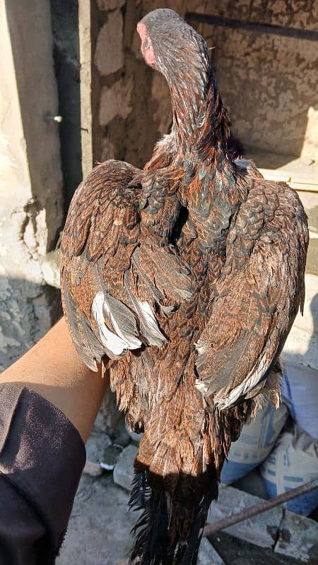 Golden heavy buff male |black bantam female |Aseel mianwali female | 11