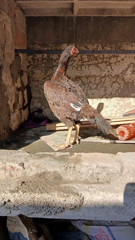 Golden heavy buff male |black bantam female |Aseel mianwali female | 12