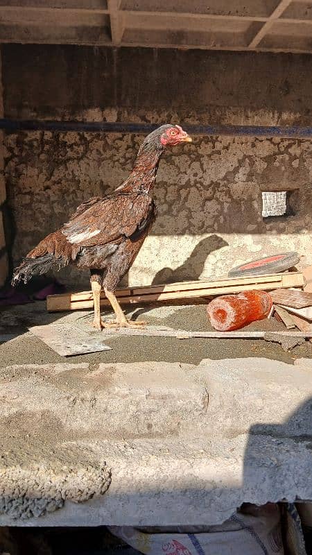 Golden heavy buff male |black bantam female |Aseel mianwali female | 14