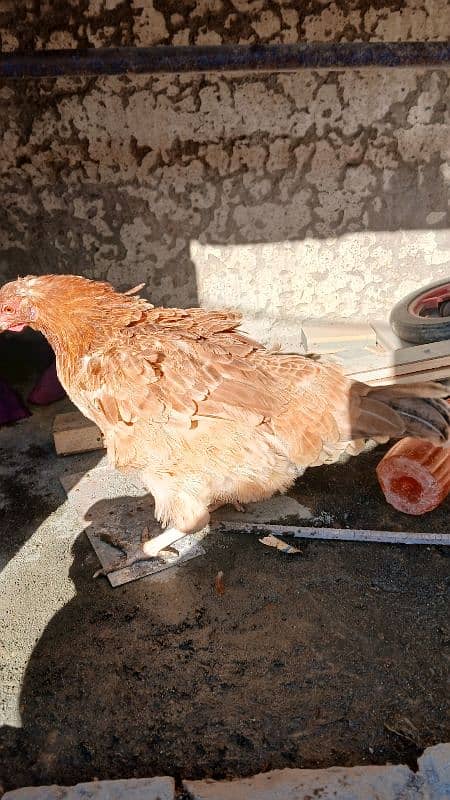 Golden heavy buff male |black bantam female |Aseel mianwali female | 15