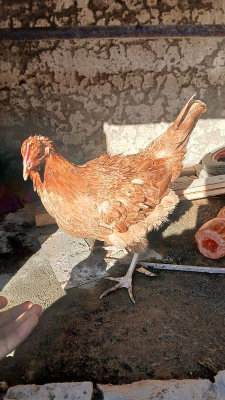 Golden heavy buff male |black bantam female |Aseel mianwali female | 16