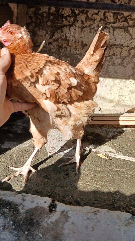 Golden heavy buff male |black bantam female |Aseel mianwali female | 17