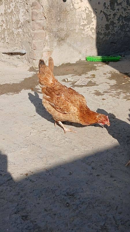 Golden heavy buff male |black bantam female |Aseel mianwali female | 18