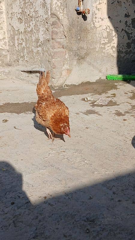 Golden heavy buff male |black bantam female |Aseel mianwali female | 19