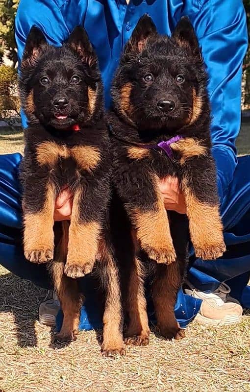 German shepherd puppies pair available for sale 0