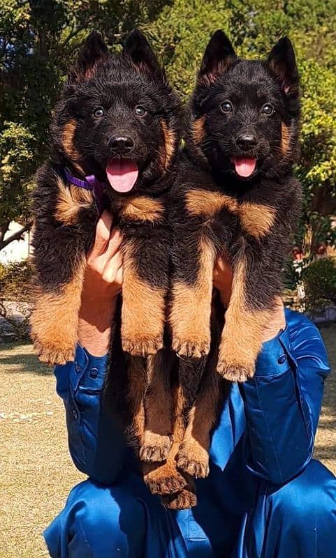 German shepherd puppies pair available for sale 1