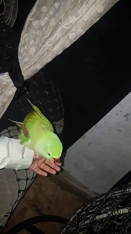 raw parrot hand tame no 03243314527 0