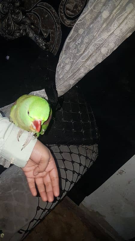 raw parrot hand tame no 03243314527 1