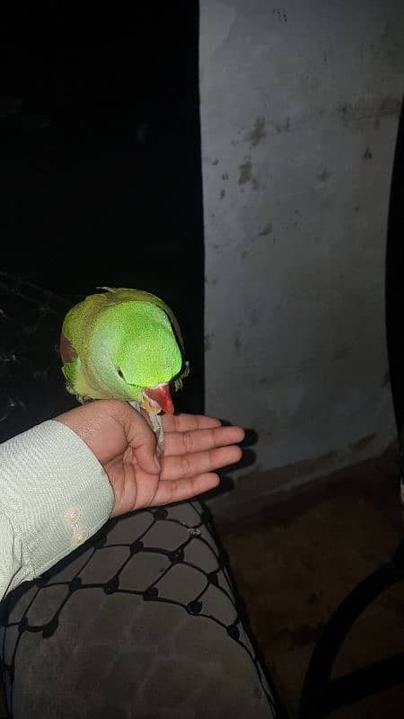 raw parrot hand tame no 03243314527 2