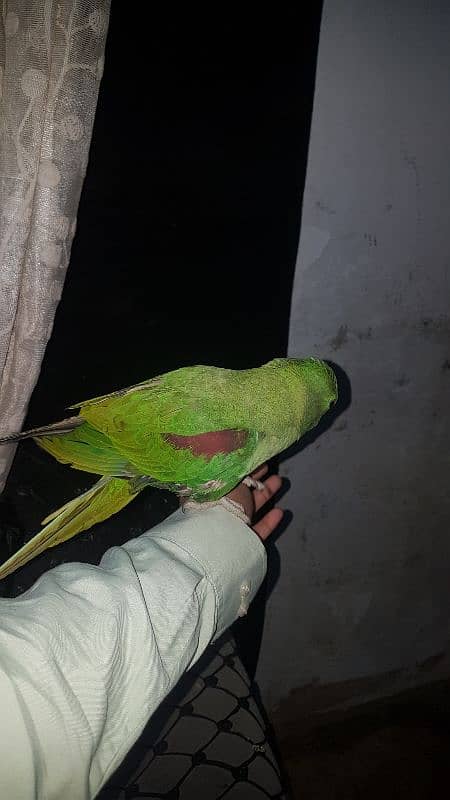 raw parrot hand tame no 03243314527 3