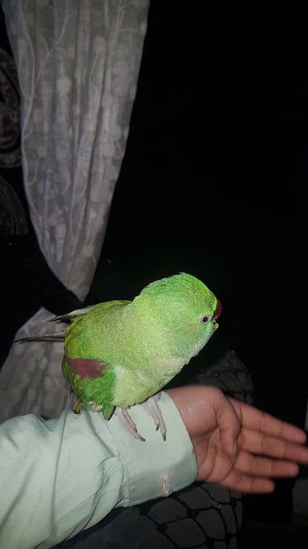 raw parrot hand tame no 03243314527 6