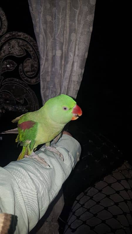 raw parrot hand tame no 03243314527 7