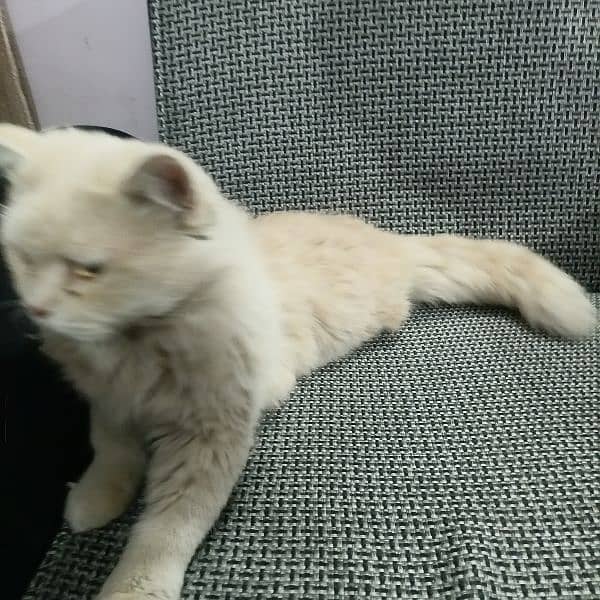 Persian male for sale 0