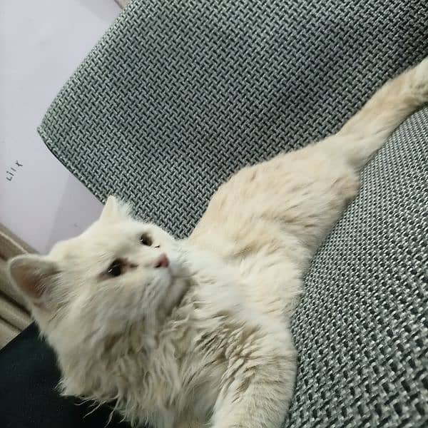 Persian male for sale 1