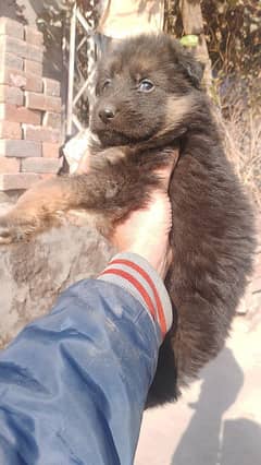 nonped gsd puppy available in Lahore