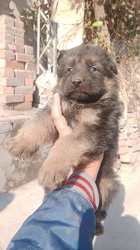 nonped gsd puppy available in Lahore 1