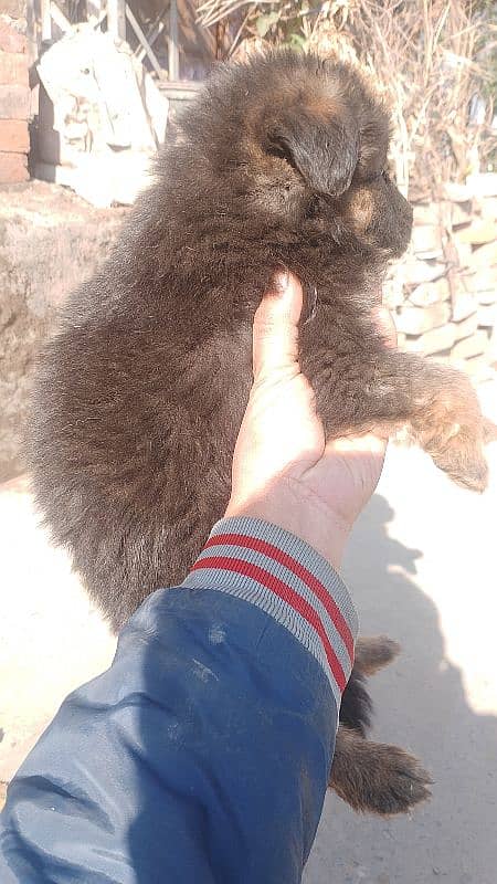 nonped gsd puppy available in Lahore 2