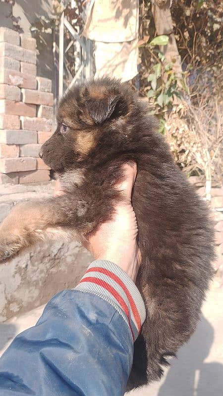 nonped gsd puppy available in Lahore 3