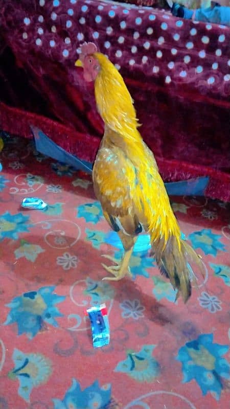 asel murgha orange color yellow legs yellow eyes 6 months patha 1