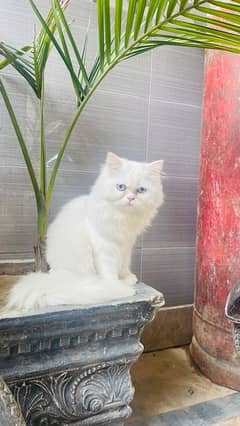 Persian Punch Face blue eyes triple coat cat