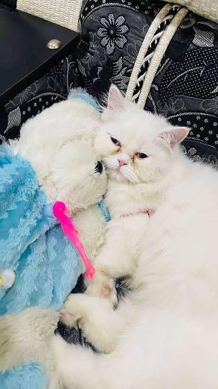 Persian Punch Face blue eyes triple coat cat 1