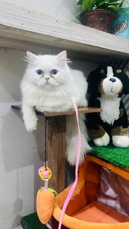 Persian Punch Face blue eyes triple coat cat 2