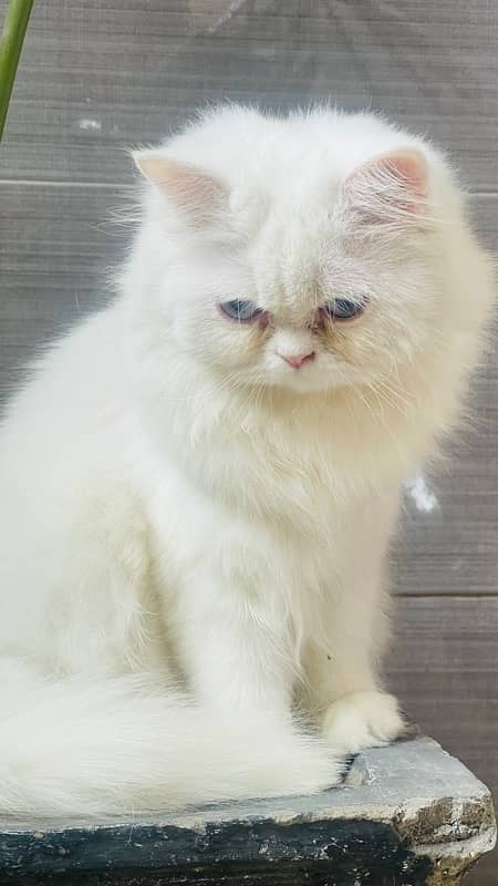 Persian Punch Face blue eyes triple coat cat 3