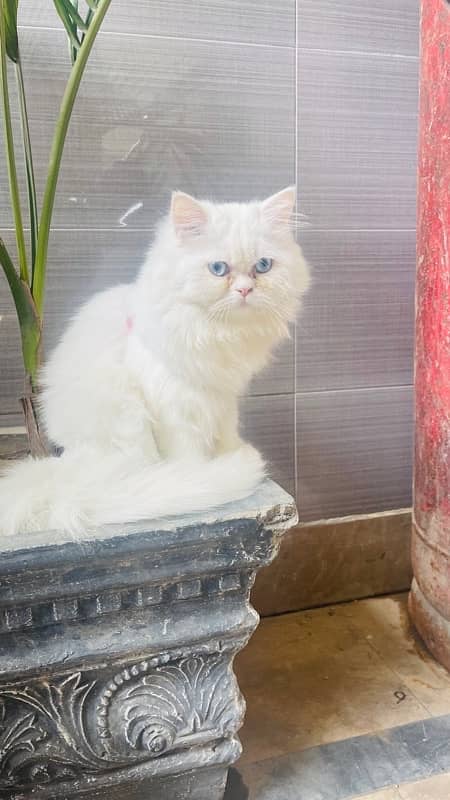 Persian Punch Face blue eyes triple coat cat 4