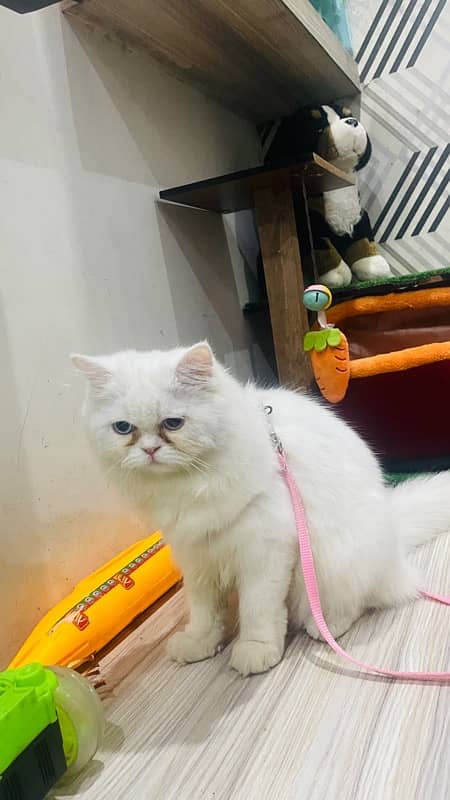 Persian Punch Face blue eyes triple coat cat 5