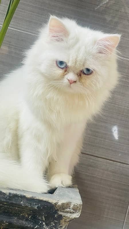 Persian Punch Face blue eyes triple coat cat 7