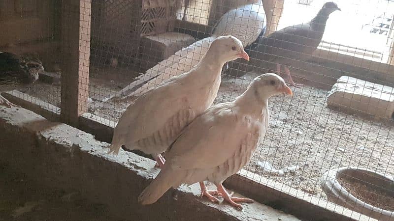 Albino red eyes chakor pair 0