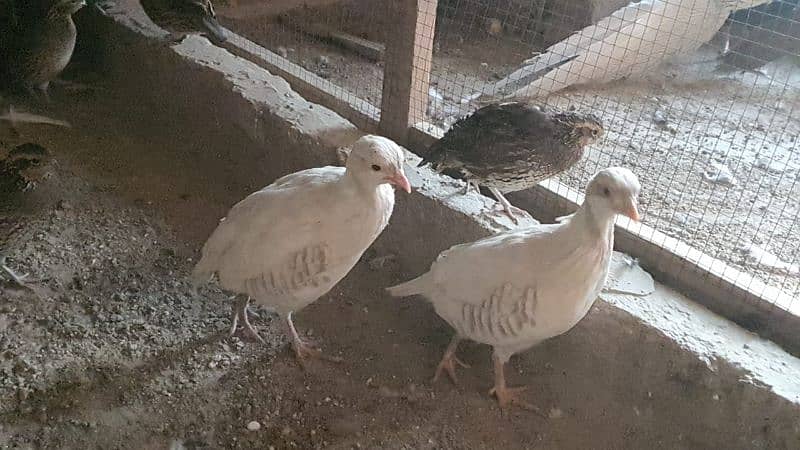 Albino red eyes chakor pair 1