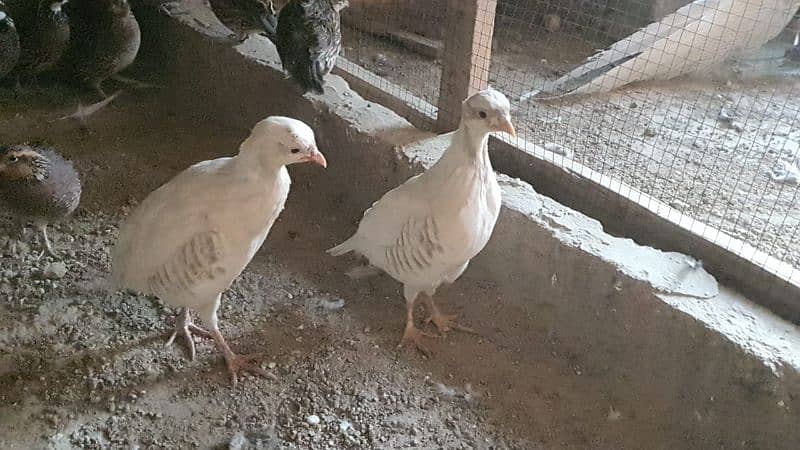 Albino red eyes chakor pair 2