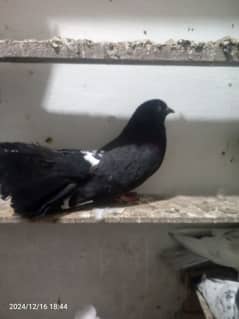 pigeon