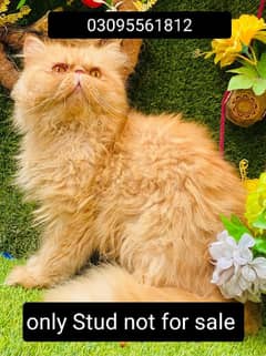 Piki face Male Cat Available For StUd service