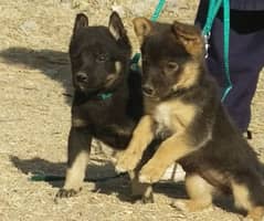 german Shepherd pair