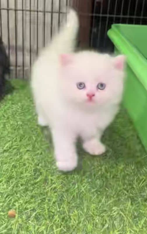 Persian Cat for sale my WhatsApp number 0326/74/83/108 0