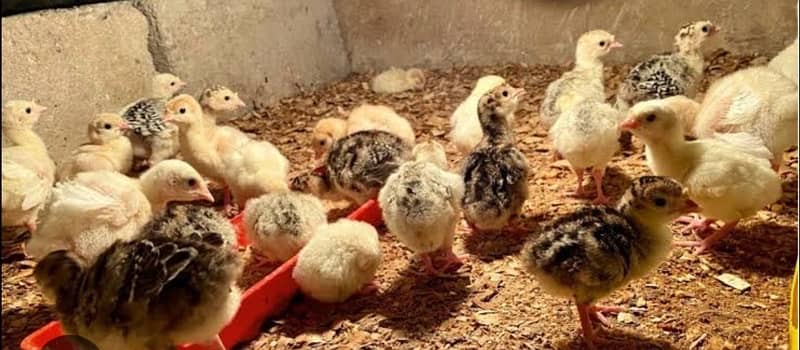 Turkey chicks for sale 25 days old 0