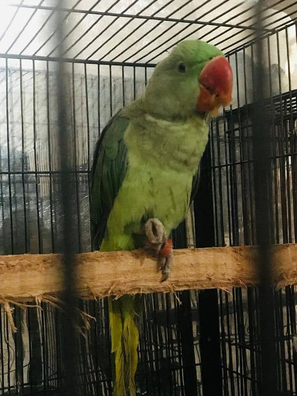 RAW Kashmiri parrot 0