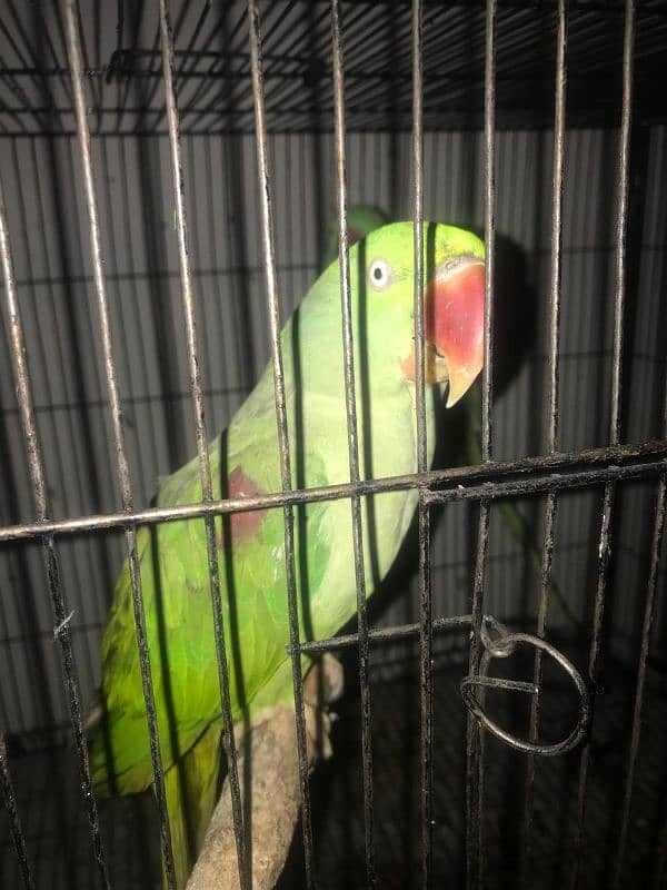 RAW Kashmiri parrot 14