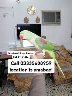 Final 18000 Hand Tamed Full Friendly Kashmiri Raw Female Parrot