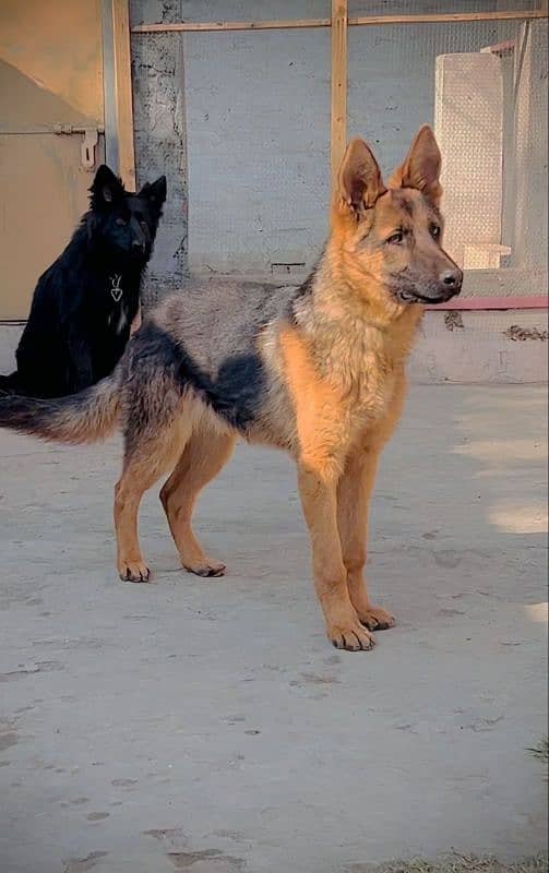 German shepherd Dog for sell 0