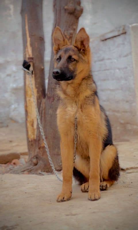 German shepherd Dog for sell 2